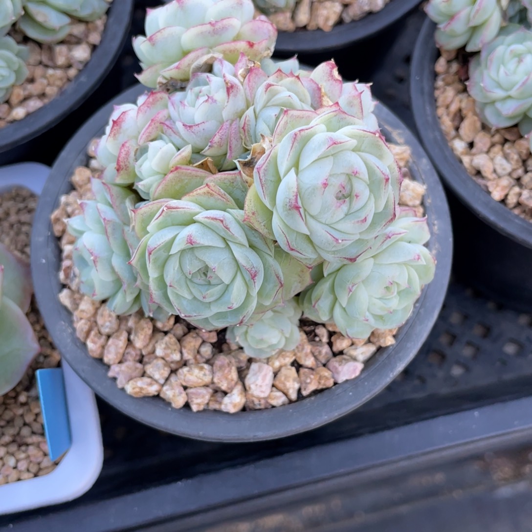 我***去优选白底蕾丝边女王1816