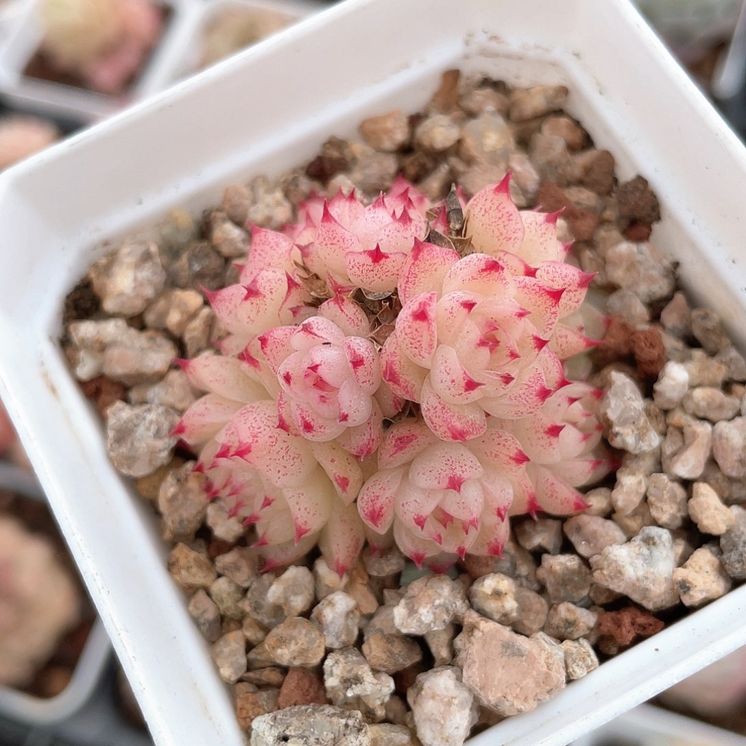 优选麦秆福利540