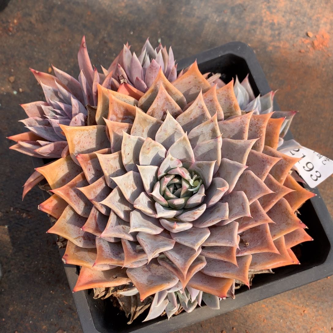 2193杂交精品基地17厘米