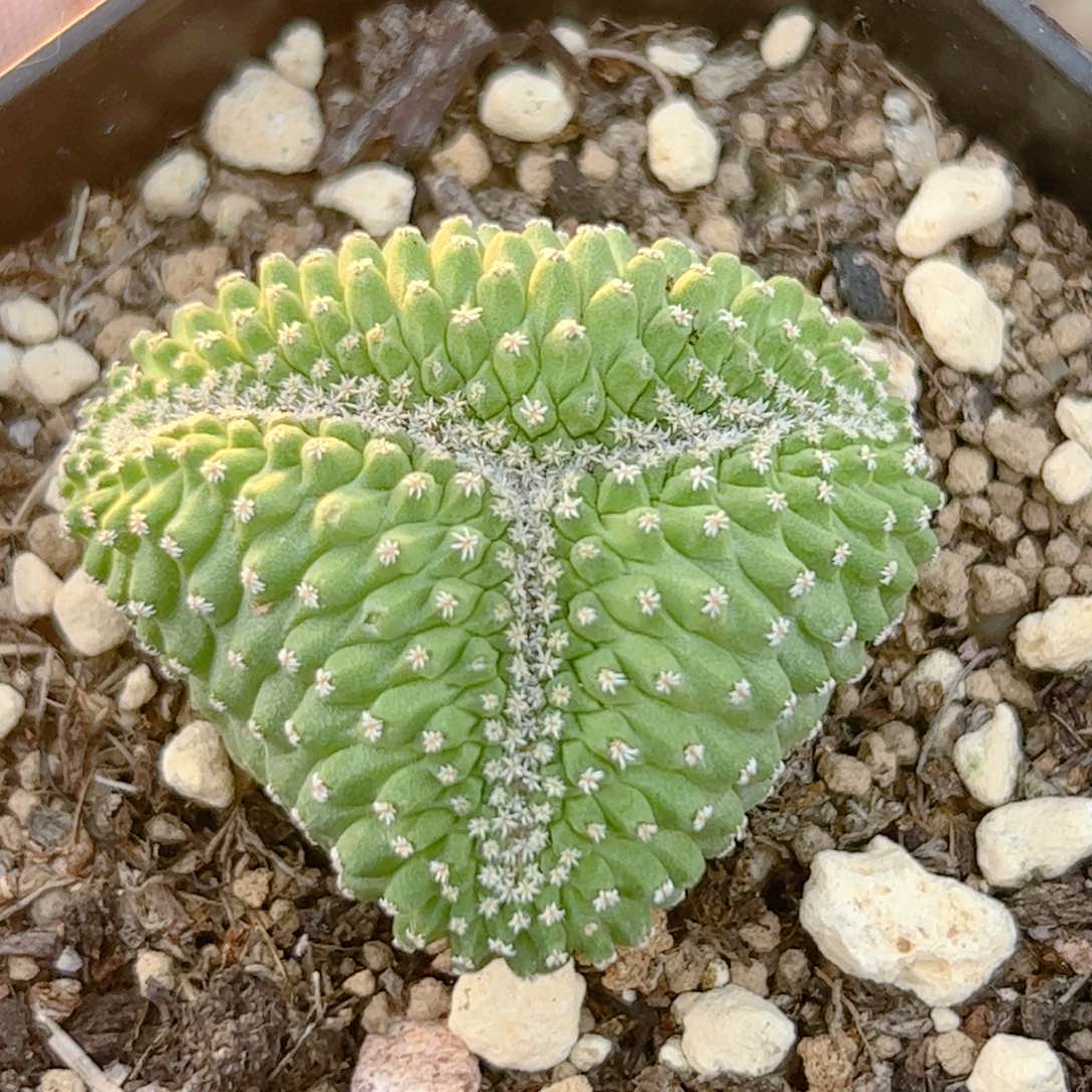 实生 菊水缀化仙人球