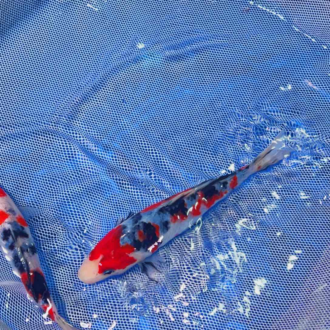 锦鲤锦鲤观赏鱼1111