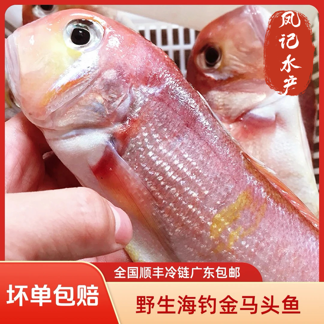 汕尾本港 金马头鱼