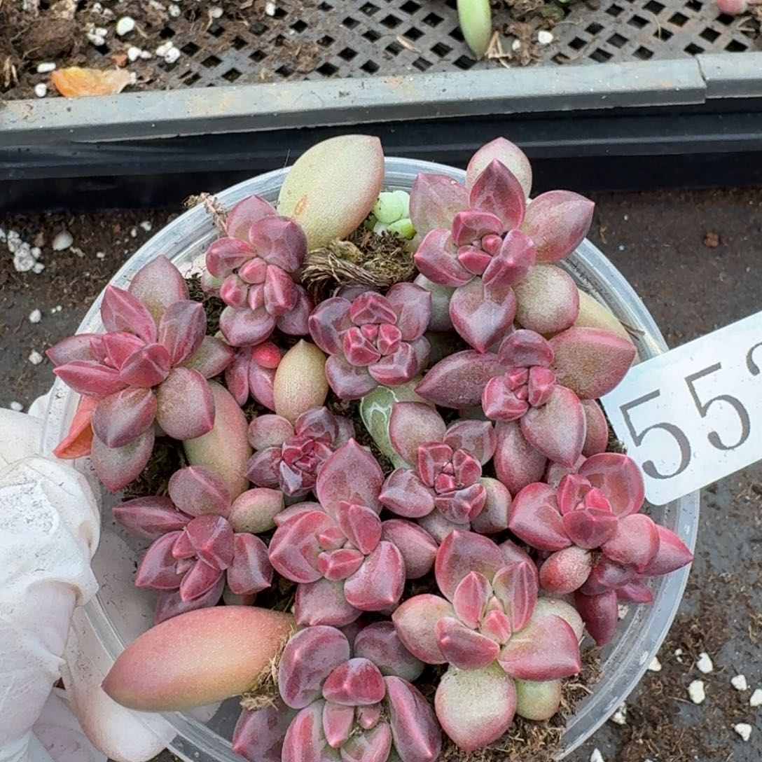 多肉植物多肉植物552