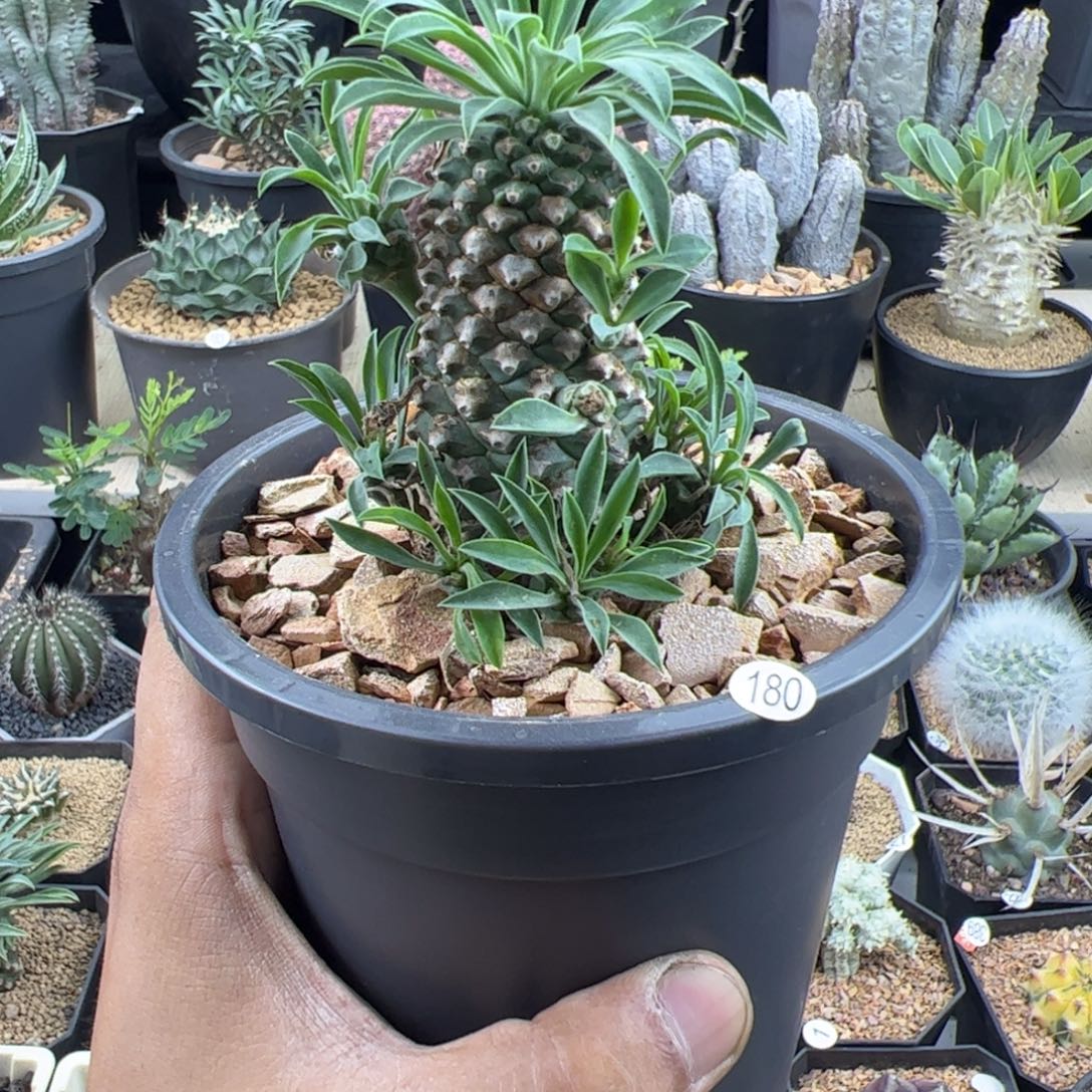 铁甲麒麟大戟一物一拍默认脱土发