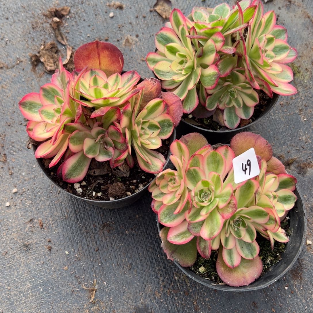 20包邮49万锦朵朵一颗5