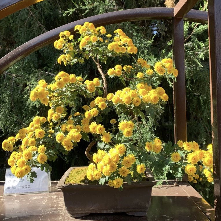 黄虎菊花盆景菊 带花苞发四季常绿好养易活 庭院室内客厅阳台绿植