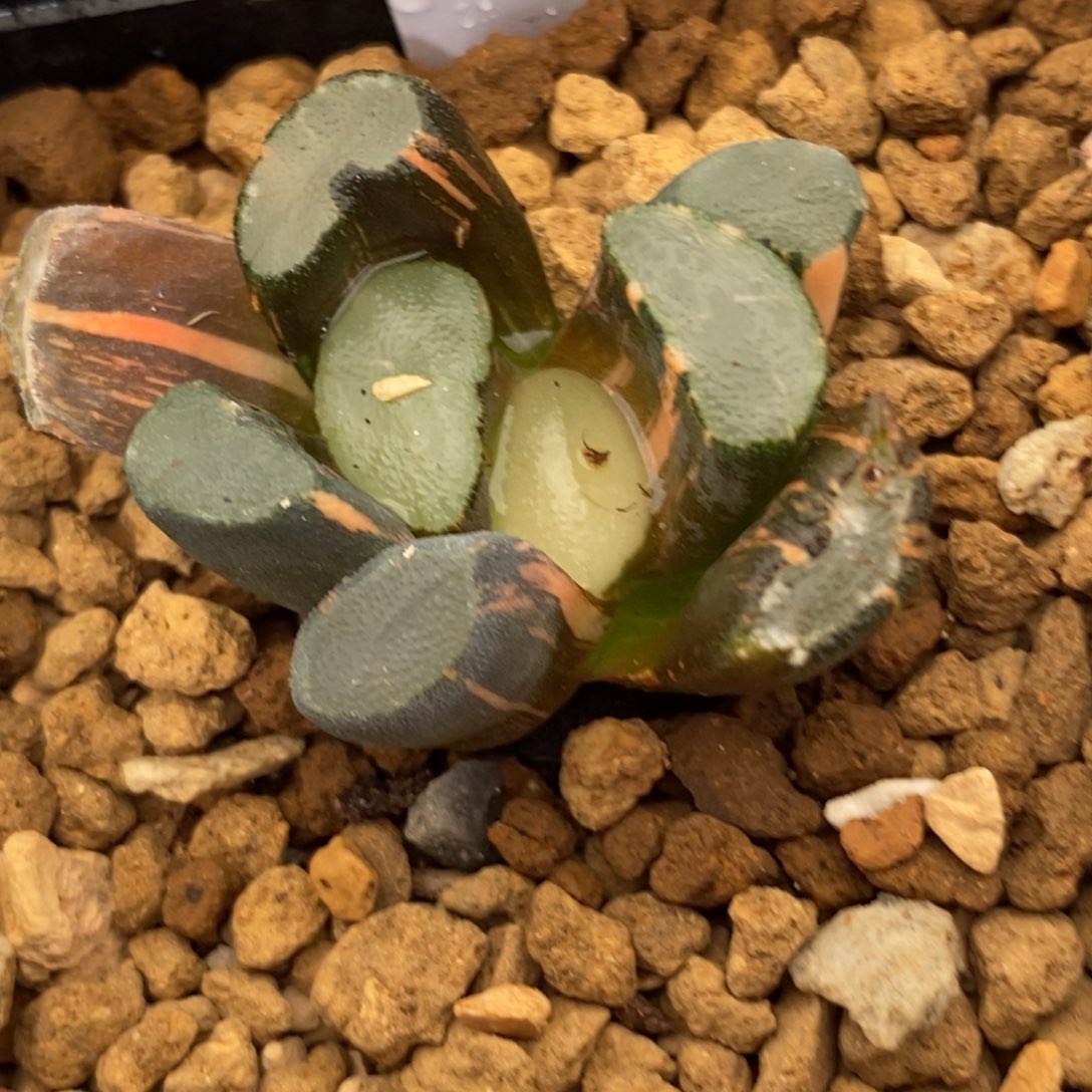 2莱茵湖万象多肉