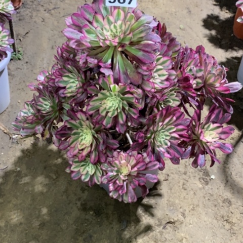 967红铜白13557889