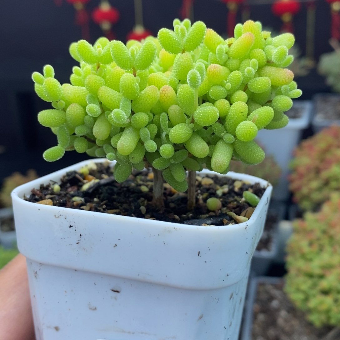 c84号金桔糖球枝干