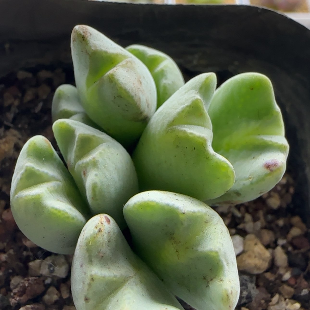 【闪购商品】15799璇花少将   