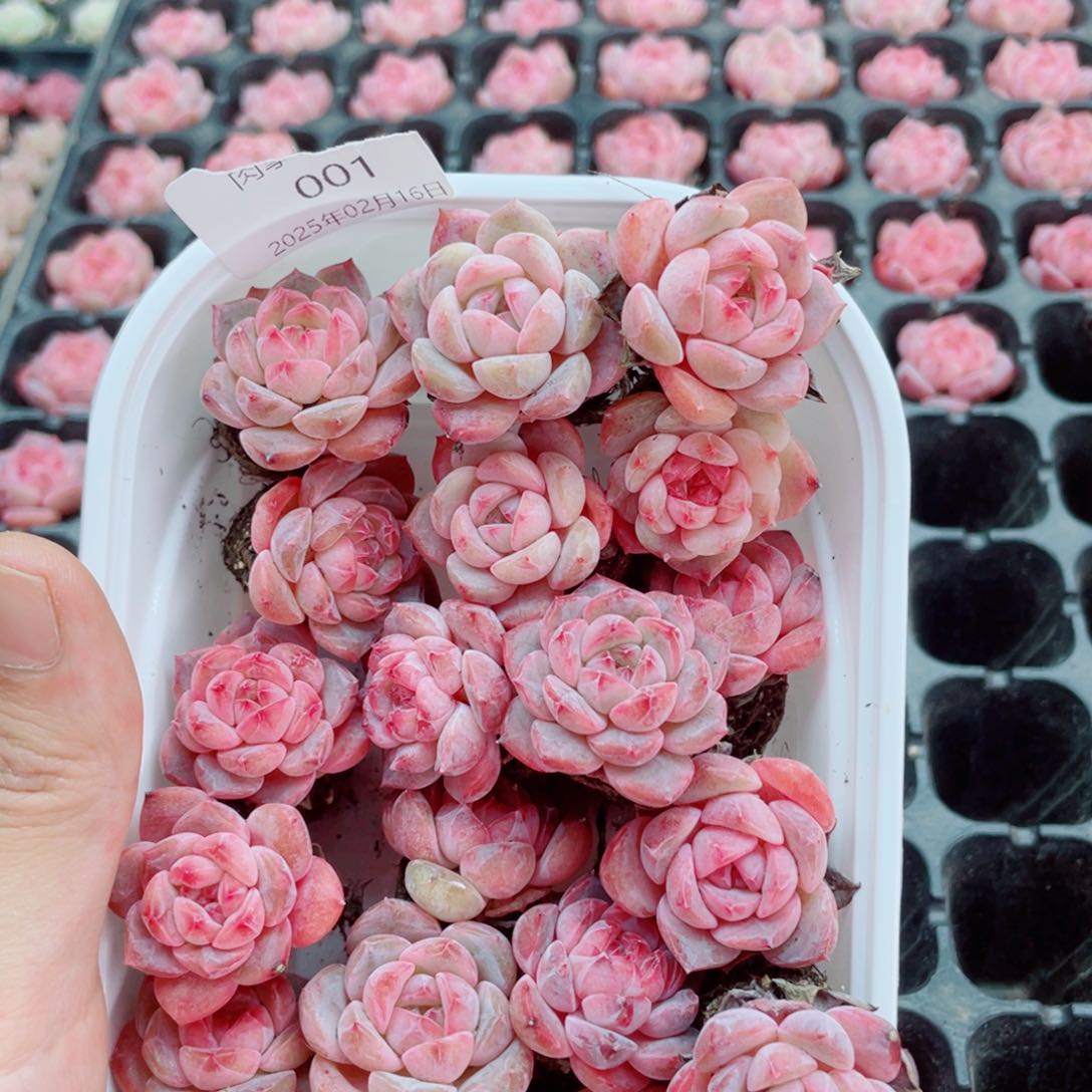 今天开义啦我们001