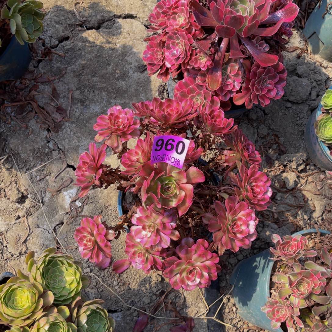 美姬法师朵朵6-31