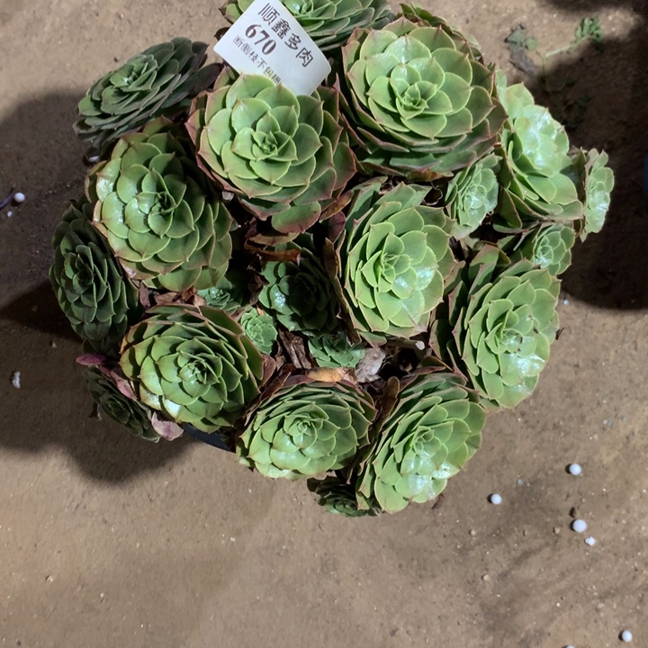 670万圣节多肉植物特价