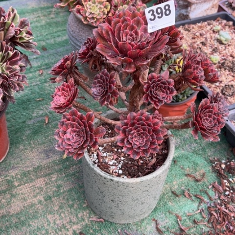 静***v398醉红颜多肉，，，