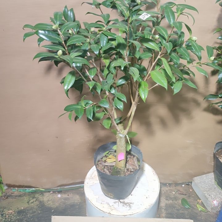 379雅子，原盆原土发货，不包邮