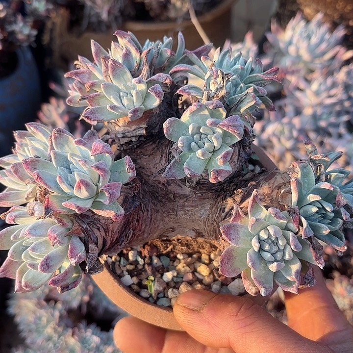 仙女杯多肉植物提取