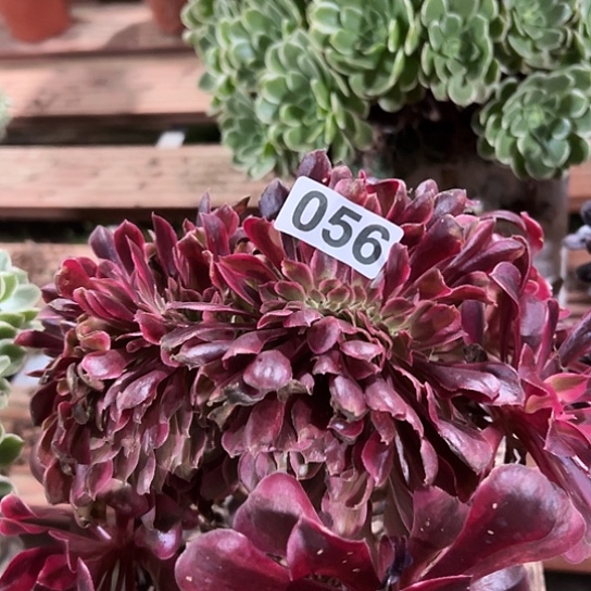 茗***子多肉植物一个美杜莎056