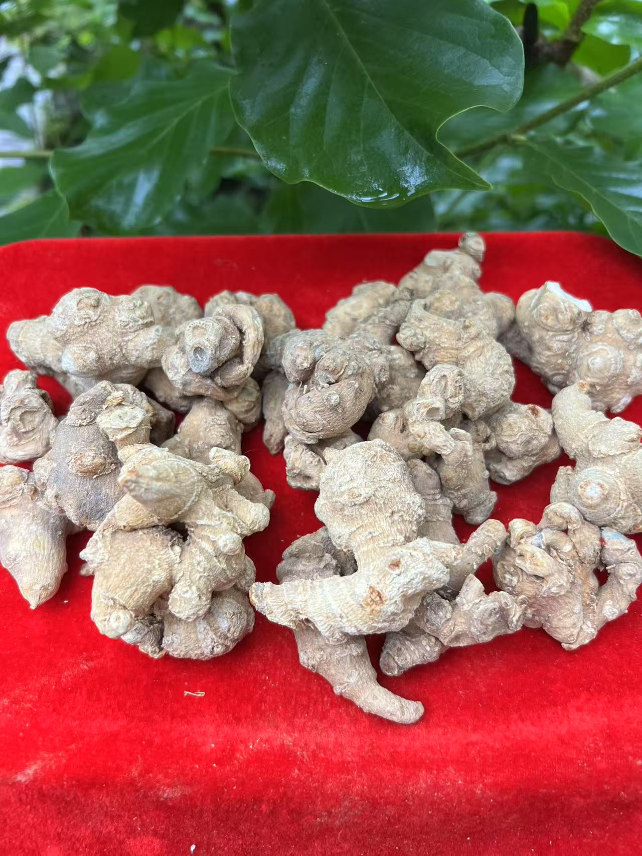 3【天-王-参】净含量：100-1000g【阿奎现收】菌