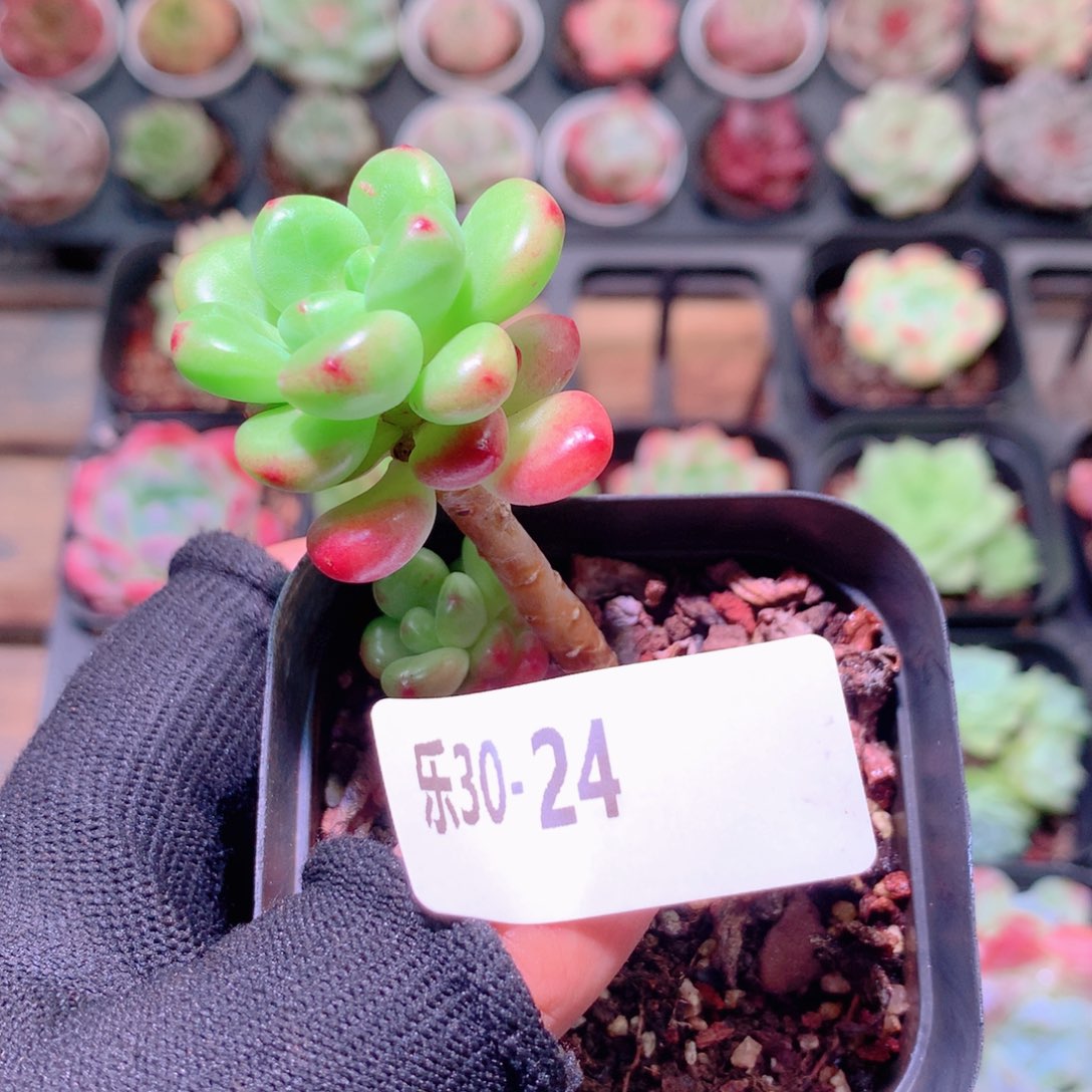 乐然30-24 香格里拉 