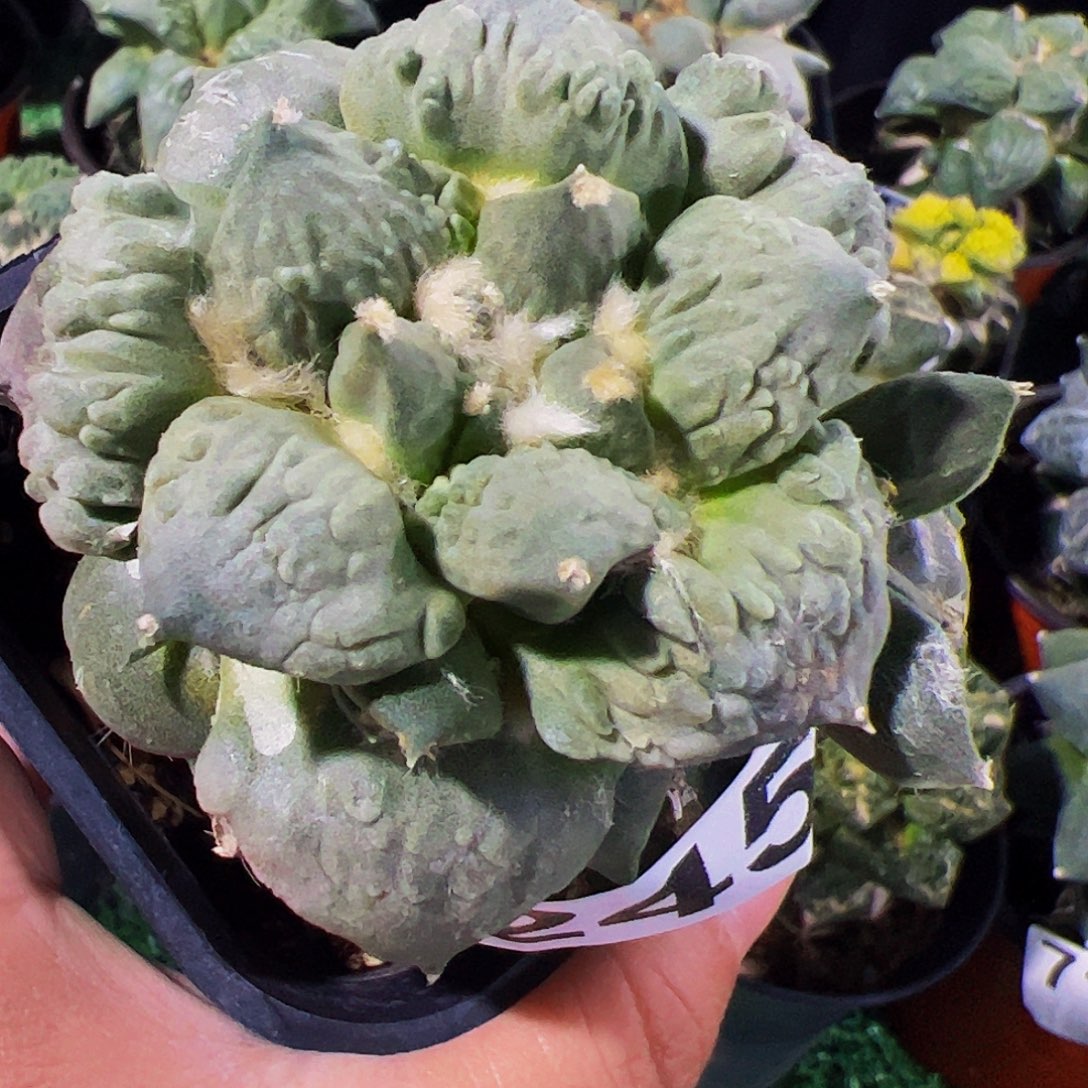 无花朵福利怒涛牡丹245