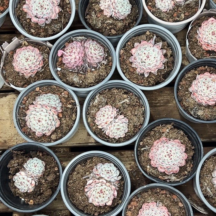 团076号。  五盆蓝姬莲。 单双混发