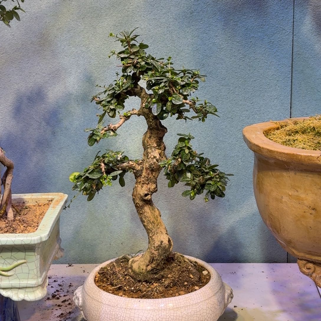 黔***者无花朵福建茶一物一拍