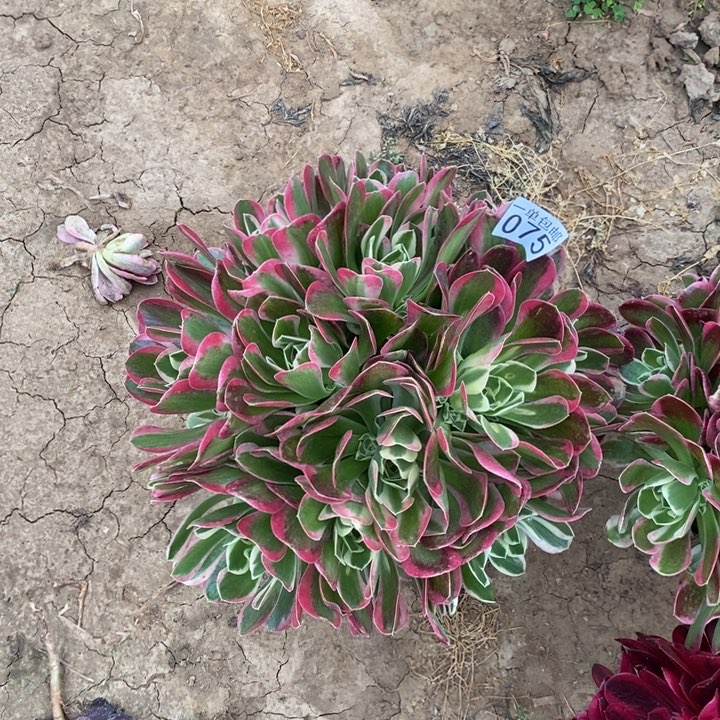 075雨花石大绣球西2