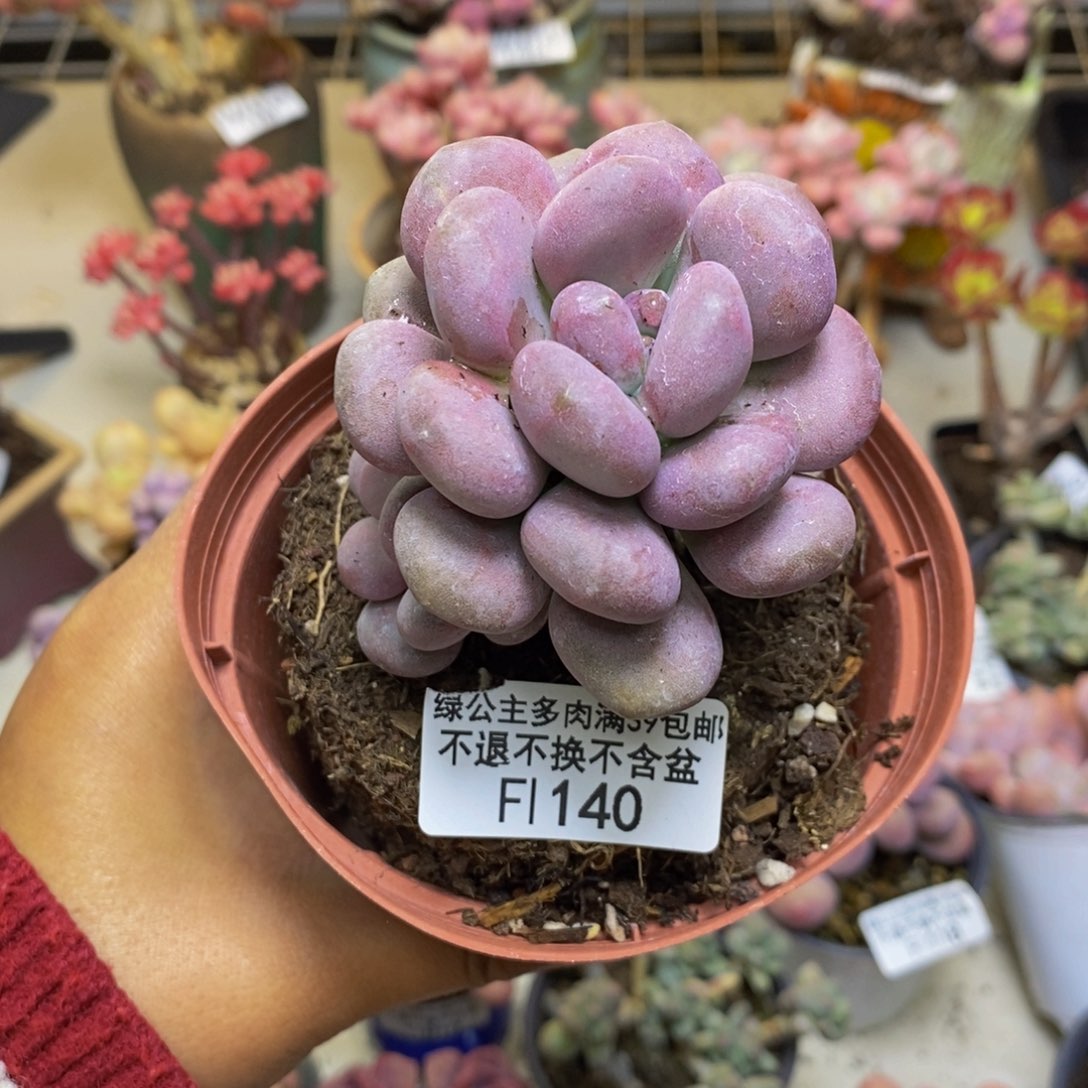 140月美人多肉7c m