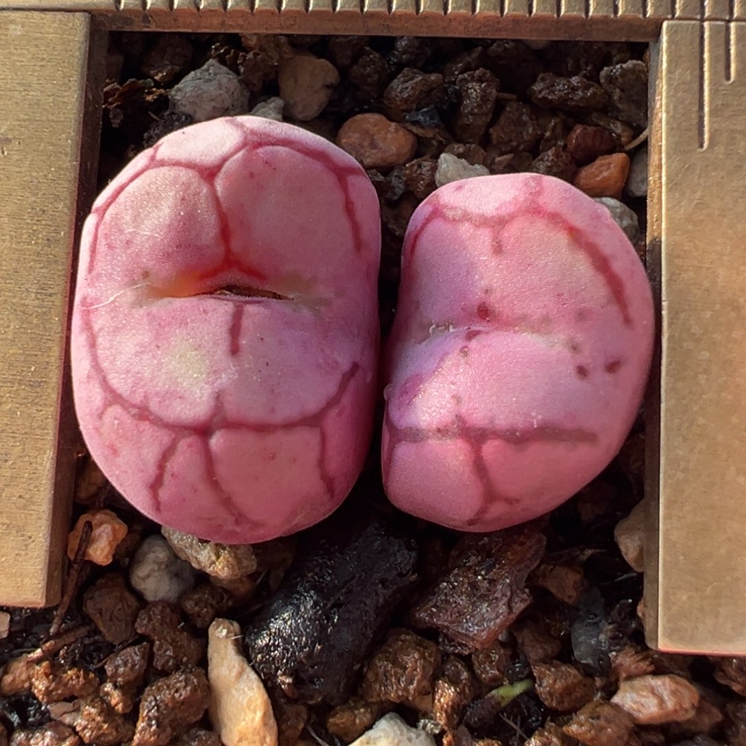 超级猴脸拆株多肉植物百科