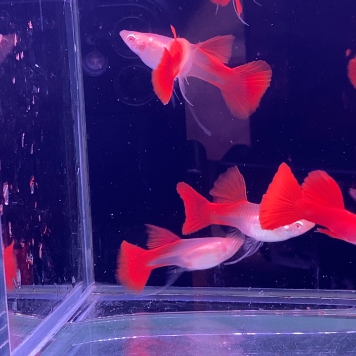 孔雀鱼血红飘带10条包邮