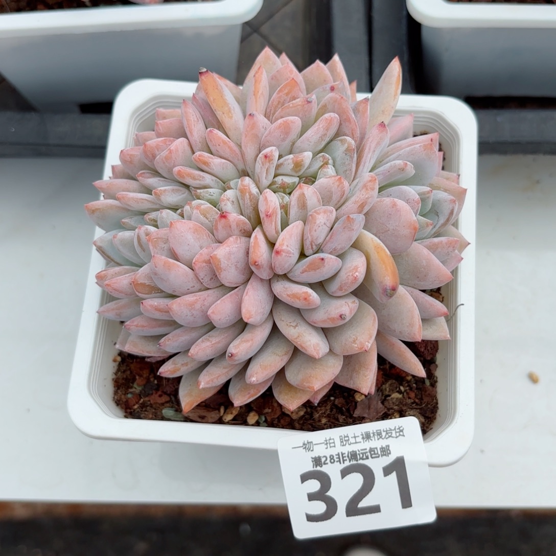 橙梦露缀化无盆土发货