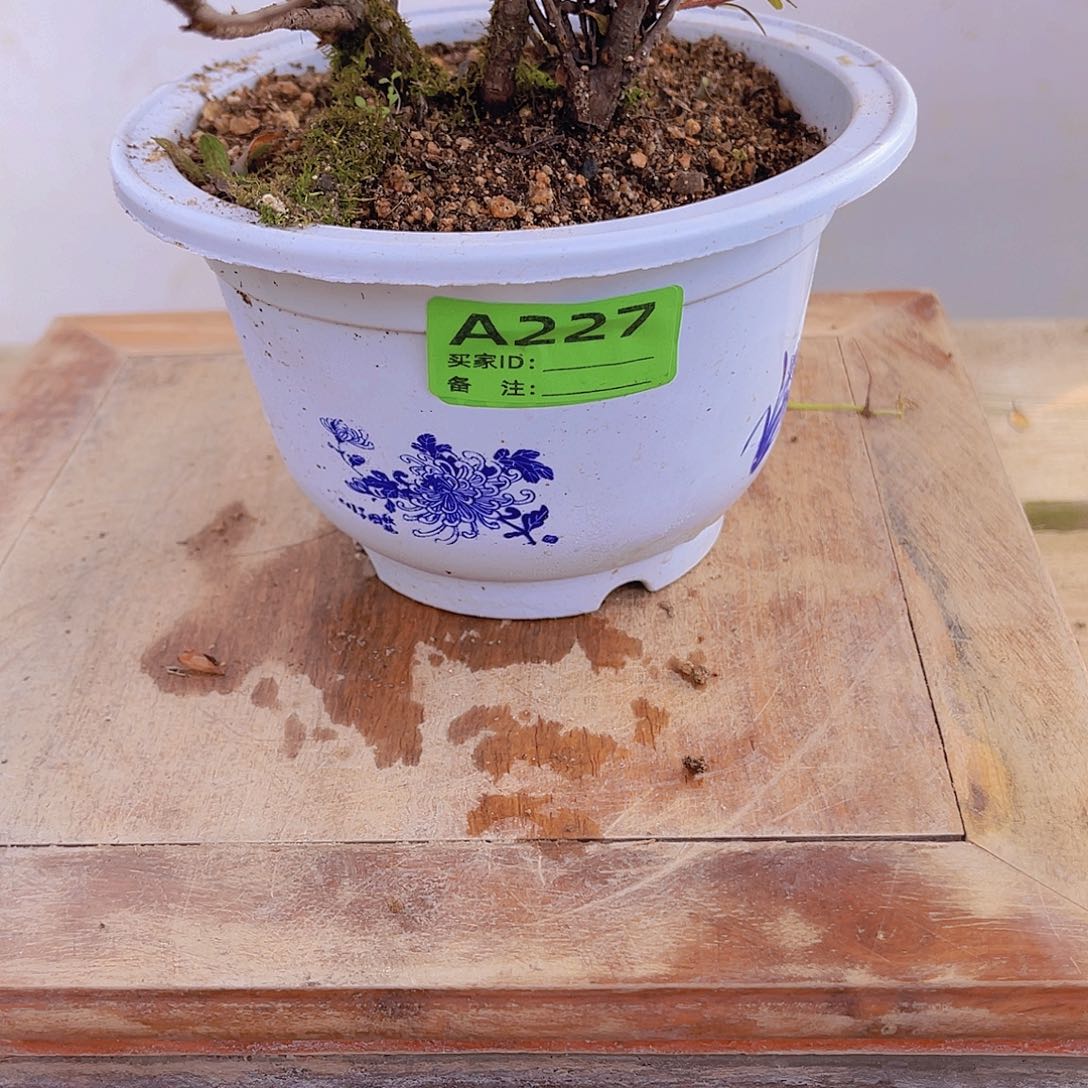 红陶直播时间一直一直