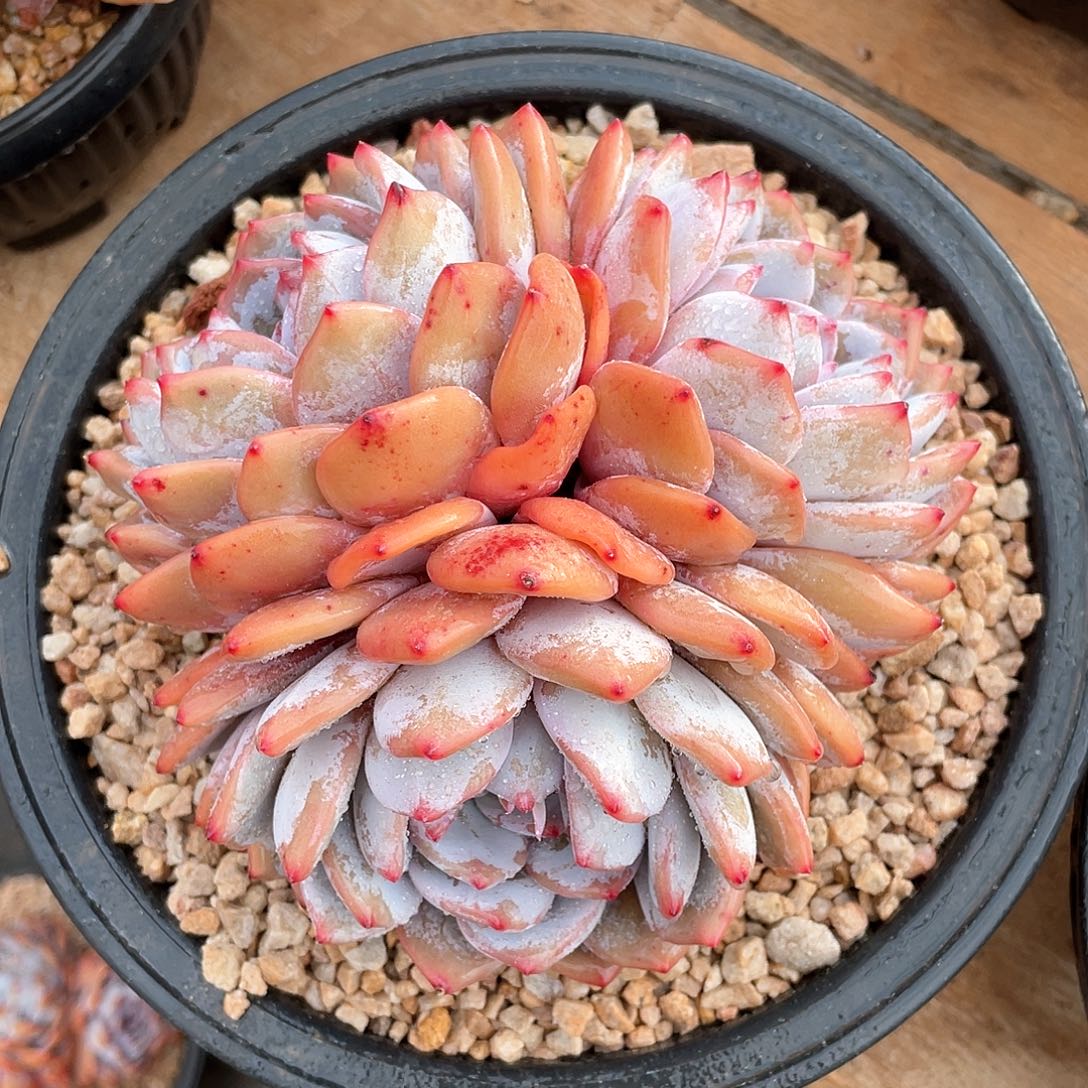 多肉植物多肉植物