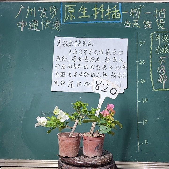 完全开放 白雪公主掌中宝 红粉佳人掌中宝  820