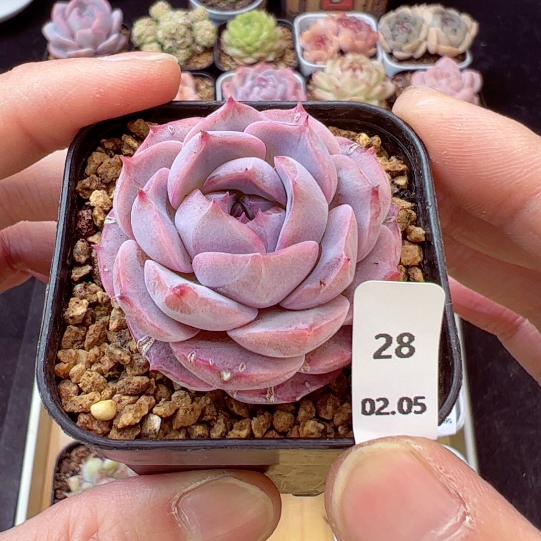 好看没名字28、哈哈