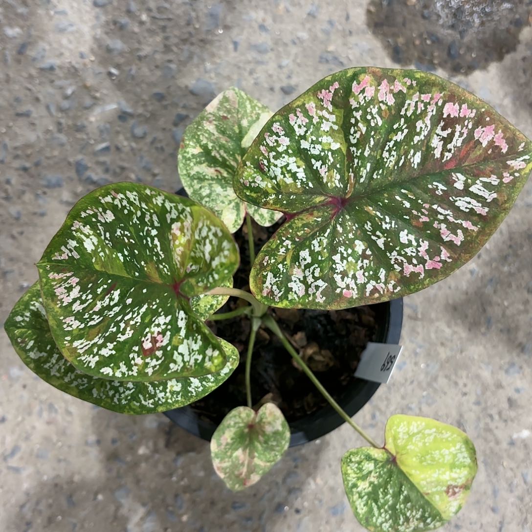 569-0117彩叶芋泰国发货