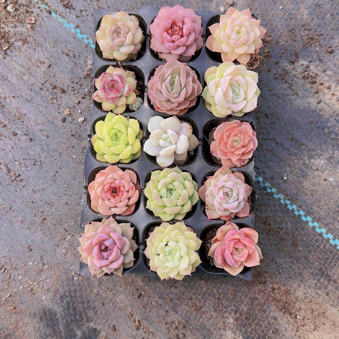 新品15颗优选量拍