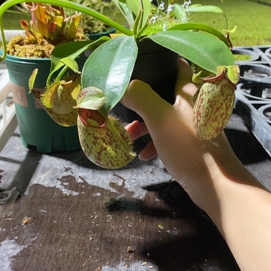 完全开放虎克猪笼草