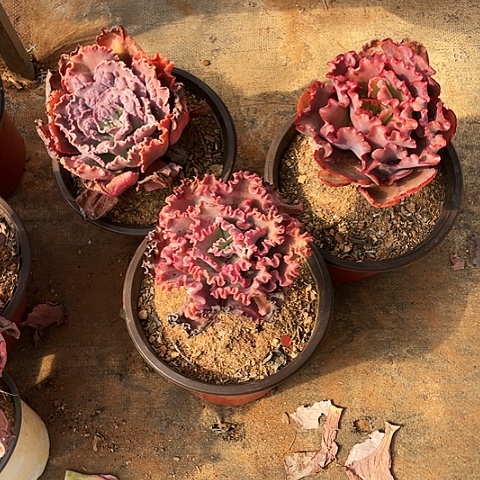 珺*11 号包菜系列 3 棵