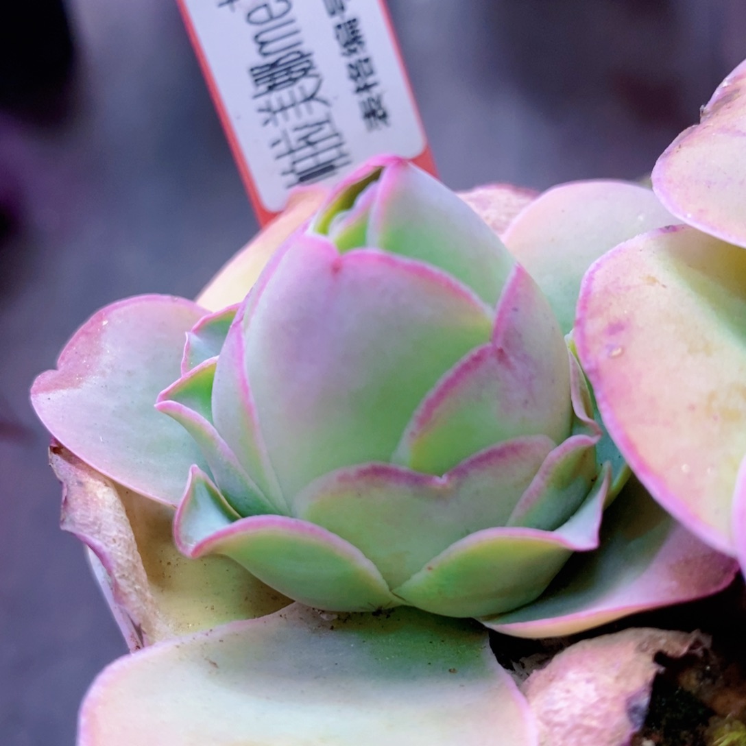 山地玫瑰下播福利一物一拍156帕美