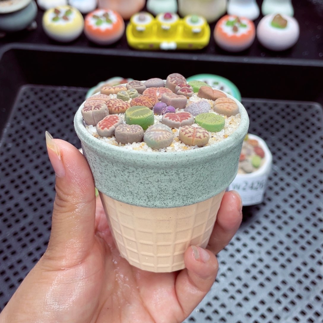 w2430 带盆土发货一物一拍