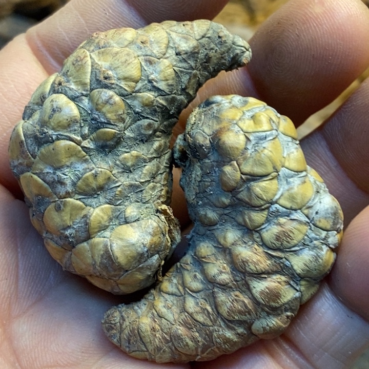 吊坠桃核娜姐真的15