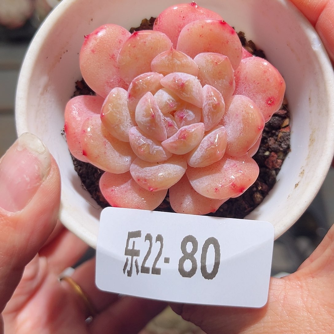 乐22-80红胖子单头