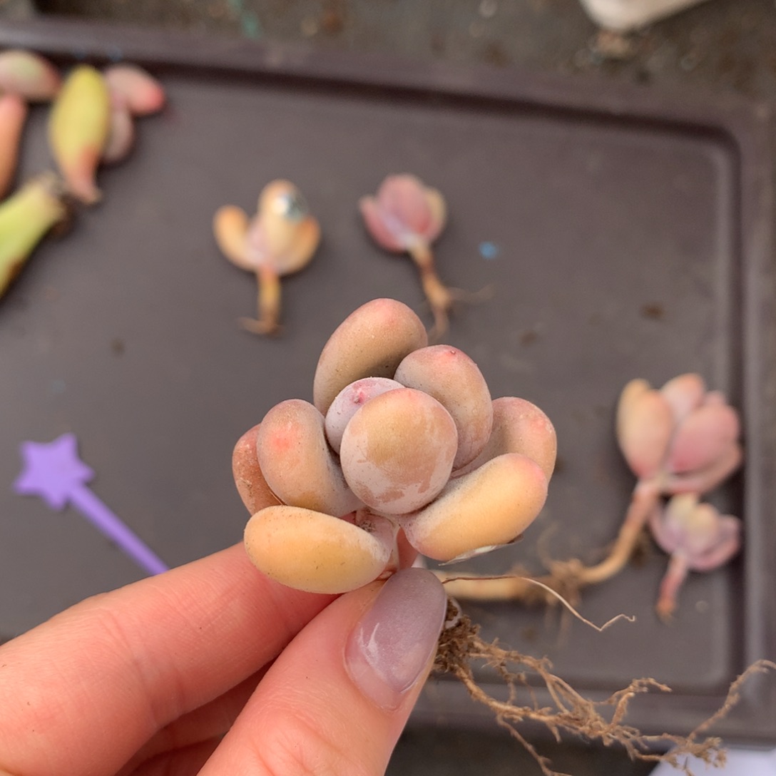 蛋黄奶酪多肉909