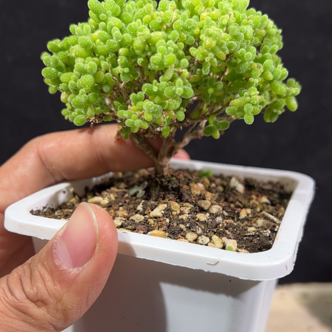 无花朵橘子糖实生老桩10白方