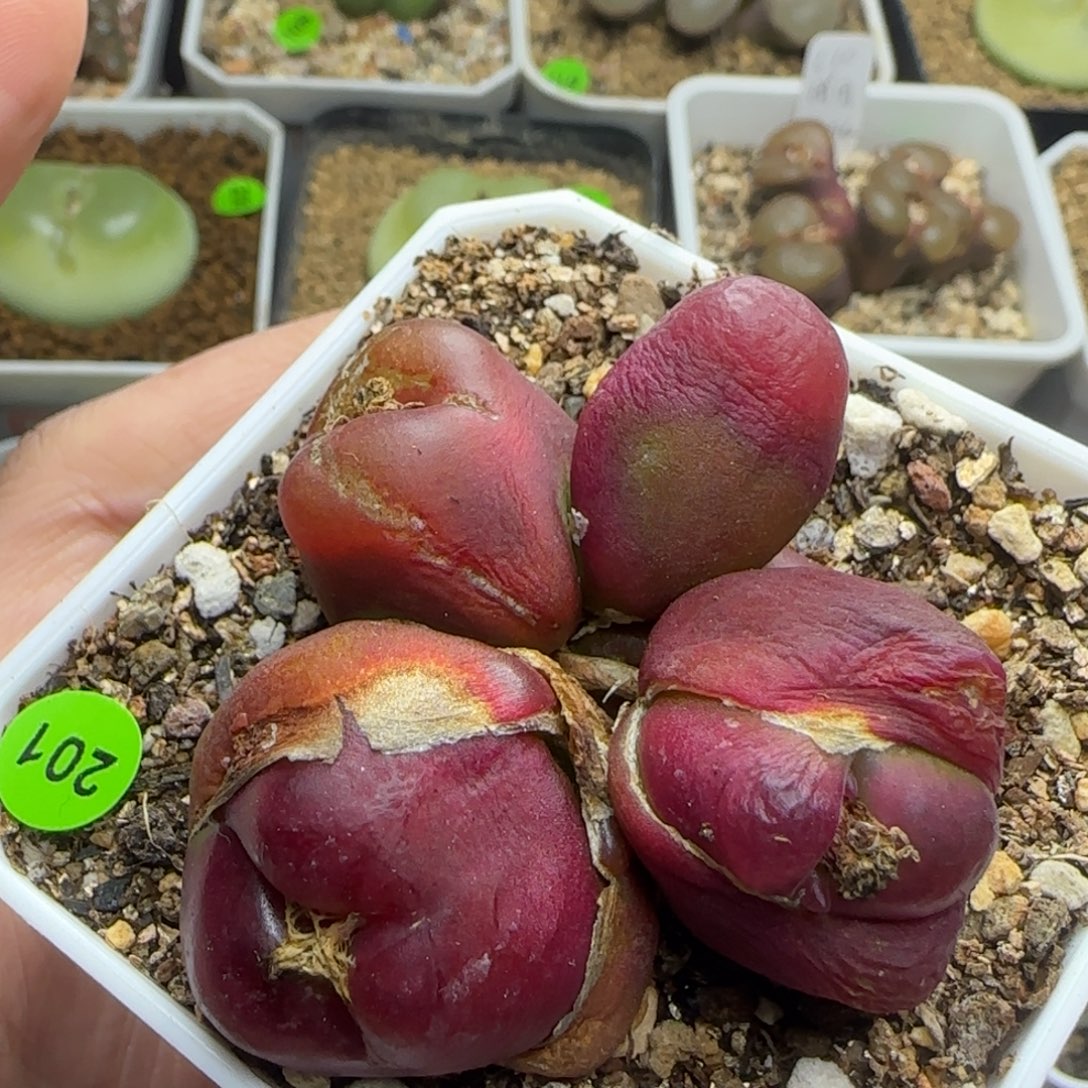 吕毛群多肉植物201