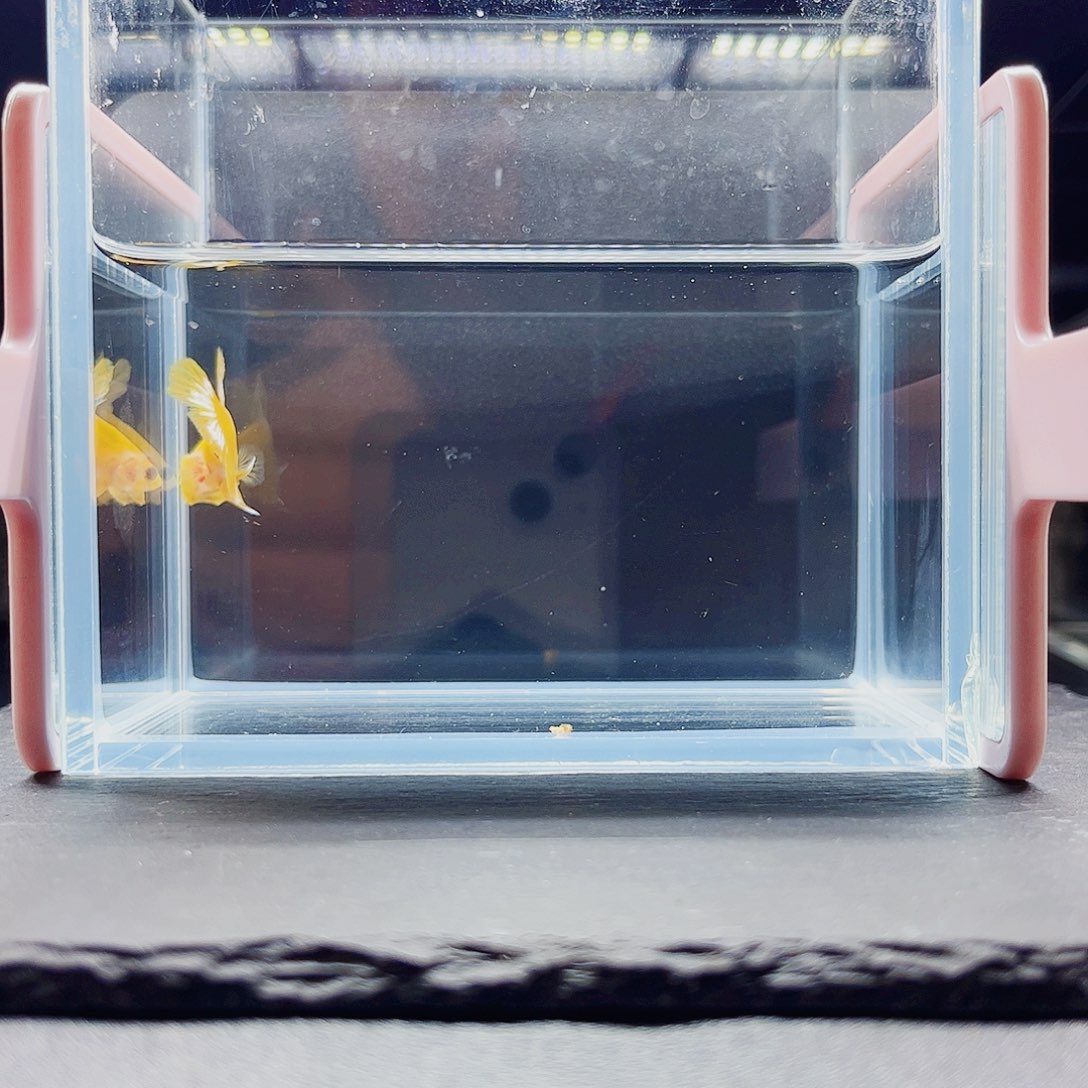 海水鱼宙斯斗鱼竞拍11-06