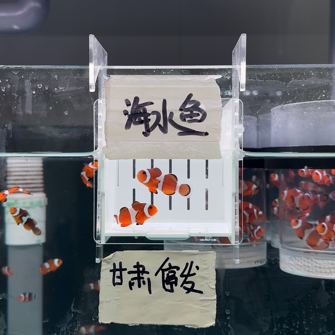 海水鱼4左右精品黑边公子一对