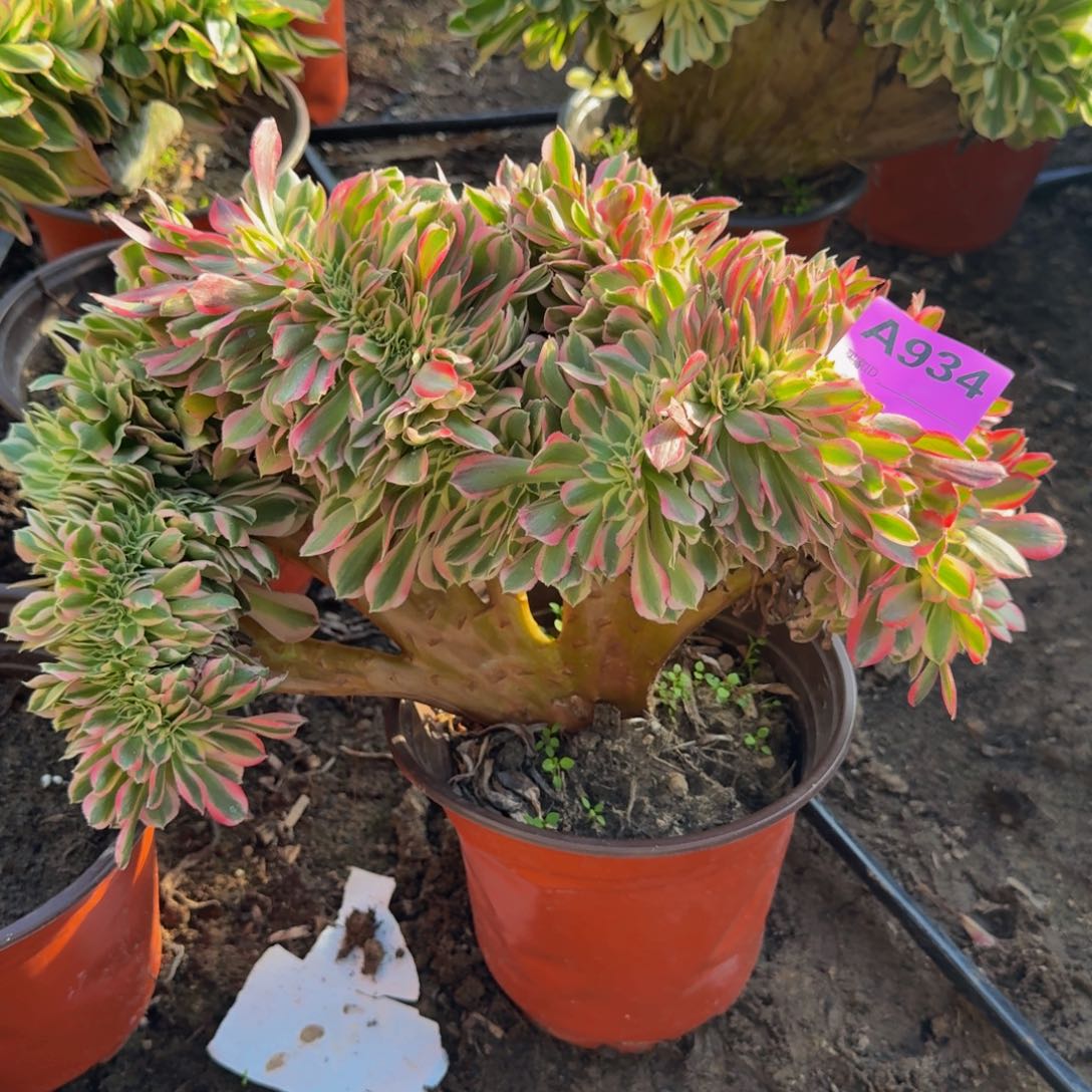 法师多肉不包损粉女郎缀934