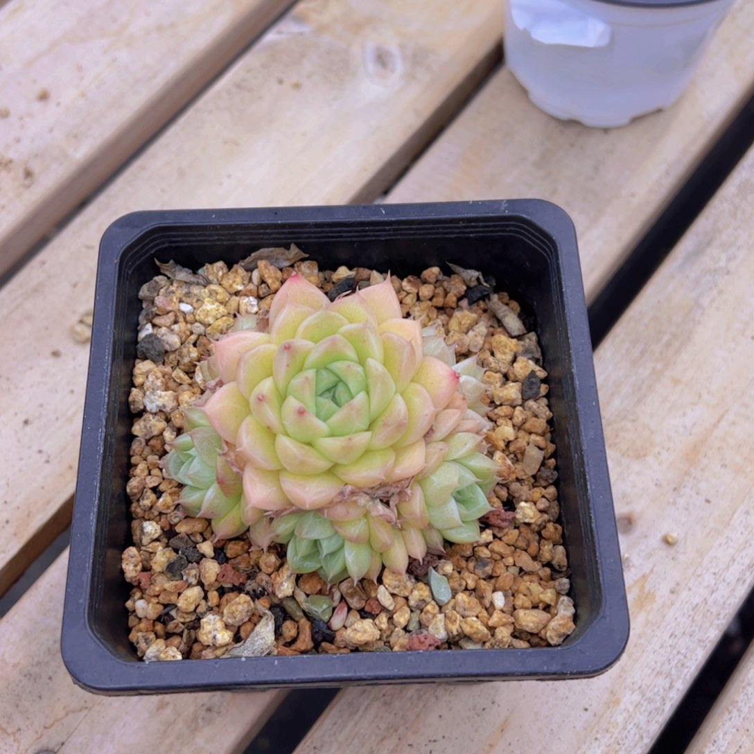 宇*多肉植物，多肉植物，